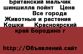 Британский мальчик шиншилла-пойнт › Цена ­ 5 000 - Все города Животные и растения » Кошки   . Красноярский край,Бородино г.